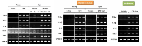 Young mice와 aged mice의 대뇌피질/해마/중뇌에서 염증인자 발현 및 전신염증에 의한 발현변화