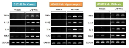 전신염증 유발 후, 파킨슨병 마우스의 cortex, hippocampus 및 midbrain에서 염증인자의 발현증가