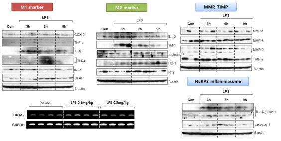 LPS 전신염증 유발시 노화쥐에서 M1/M2 염증마커, MMP/TIMP-2의 발현 및 NLRP3 inflammasome에 미치는 영향