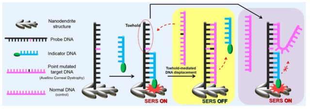 나노 덴드라이트 기반의 점 돌연변이 DNA 검출 방법 모식도