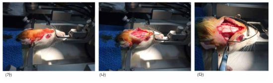 수술 프로토콜. (가) Stereotaxic frame에 양측 귀를 고정한 모습, (나) 수술 부위를 따라 절개를 한 후 두개골을 노출 시키며, (다) 양측 측두엽을 덮고 있는 temporalis muscle을 박리함