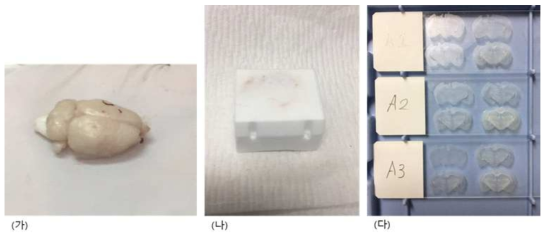 (가) 4% 포름알데하이드로 조직을 고정 한 후 (나) O.C.T compound를 이용하여 동결한 모습. (다) 이 후 동결 절편하여 뇌 slice를 획득