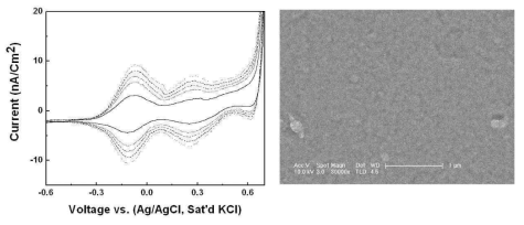 순환전압 전류법을 이용한 이리듐 산화물의 전착 곡선 및 전자현미경 사진