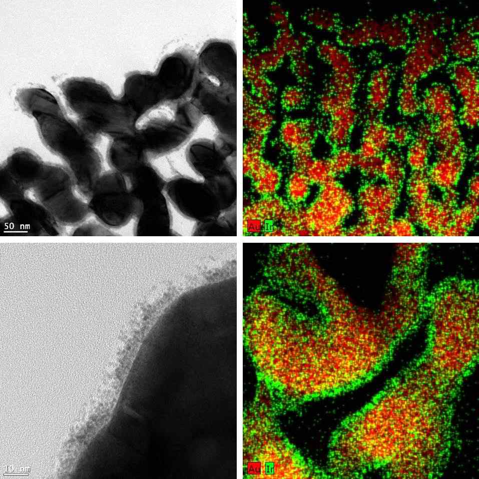 이리듐산화물-다공성 금 나노구조체의 주사전자 현미경 사진