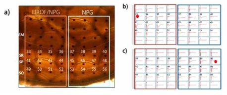 Hippocampal 조직의 CA1 영역에서 전기자극에 의한 fEPSPs를 발현하는 분포도. (a) 전극위에 분포한 CA1 영역 (b,c) EIROF/NPG전극과 NPG 전극의 자극에 의한 fEPSPs