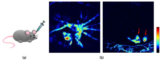 정상 마우스의 망막 혈관에서 혈액 누수를 일으키기 위해 VEGF 약물을 주사하는 개략도(a)와 하루 경과 후의 망막에 대한 광음향 이미지 (b)