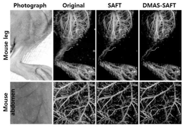 합성개구수(SAFT) 알고리즘을 이용하여 향상시킨 광음향 쥐 다리 및 복부 영상 비교