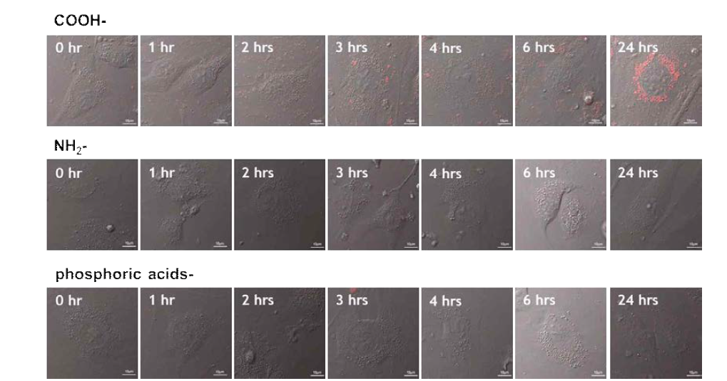 다양한 표면전하 (COOH-, NH2-, phosphoric acids-)의 나노입자가 혈관내피세포 내로 유입되는 과정