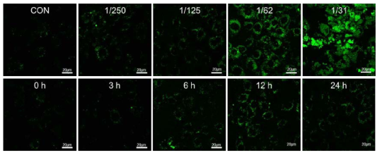 HUVEC에 FITC-실리카를 다양한 농도 및 시간으로 처리하였을 때 세포 독성 평가 결과. 그림의 초록색 형광은 세포에 유입된 나노입자임. 가장 진한 농도로 12시간 처리한 세포군(1/31)에서는 세포사멸이 일어나 핵의 형태도 띠고 있지 않음