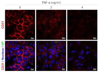 Humun umbilical vein endothelial cells (HUVEC)에 세포간 치밀결합에 발현하는 CD31 (붉은색)을 면역형광염색방법을 이용하여 공초점이미징함. TNF-alpha를 처리한 (2, 4 ng/ml) 세포군은 치밀결합에 의한 CD31의 발현이 줄어들었음을 확인함. 초록색 (실리카 입자), 파란색 (세포핵)