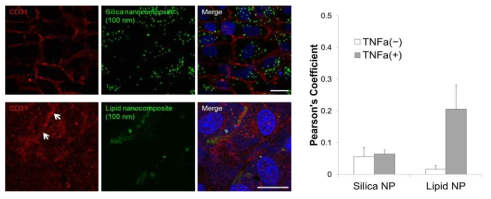 실리카 나노컴포지트 및 리피드 나노컴포지트의 혈관내피세포와의 상관성의 공초점 형광 현미경 이미지 (좌), 세포치밀이음부에서 발현되는 CD31과 각 나노컴포지트와의 correlation coefficient
