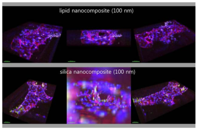 3차원 혈관미세소자에 두종류의 나노컴포지트를 처리한 결과