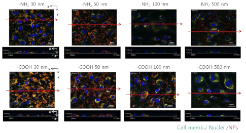나노입자의 표면 및 크기에 따른 혈관내피세포의 투과경향 공초점 이미징