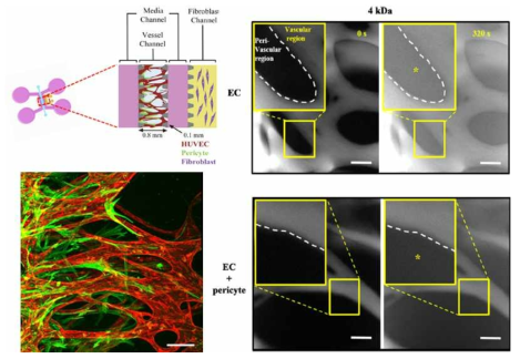 (왼쪽 위) 혈관내피세포와 주피세포의 공배양을 위한 미세유체소자의 디자인 (왼쪽 아래) 주피세포가 혈관을 감싸는 형태로 미세유체칩 내에 배양되는 모습 (오른쪽) 주피세포의 유무에 따른 혈관의 투과성 변화 비교 사진
