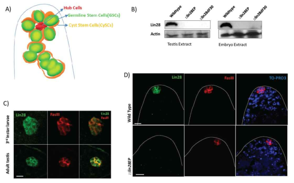 Lin28 is expressed in the hub cells of the Drosophila testis (A,C). Lin28 expression is absent in lin28 mutants (B,D)