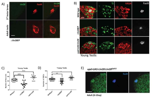 Hub cell numbers are reduced in lin28 mutants