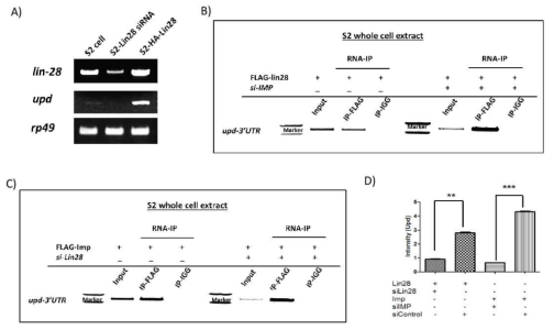 Upd mRNA level is reduced by Lin28 reduction (A). Lin28 and IMP are associated with Upd mRNAs. (B-D)