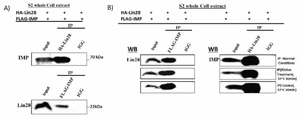 Lin28 physcially interacts with IMP