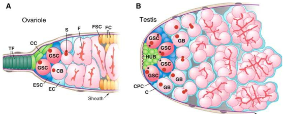 (A) Ovariole. Germline stem cells (GSC) and niche cells (cc, cap cells) are present at the tip of Drosophila ovariole. (B) testis. Hub cells are niche that maintaines stemness of GSCs. CB, cystoblast; TF, terminal filament; ESC, escort stem cell; EC, escort cell; S, spectrosome; F, fusome; GB, goniablast