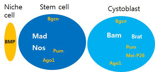 Mad and Nos are essential to maintenance of stem cells, but they are repressed at the translational level in the cystoblast. The underlying molecular mechanisms are incompletely understood