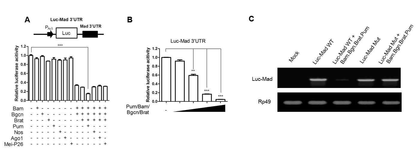 Bam, Bgcn, Brat, Pum repress Luc-Mad3’UTR in a dose dependent manner (A,B). Luc-Mad mRNA level decrease by Bam, Bgcn, Brat and Pum (C)