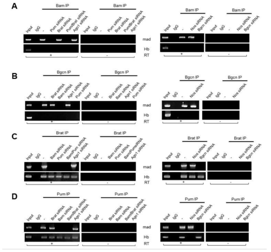 Bam binding to mad mRNAs require Pum while Pum binding to mad mRNAs require Bam