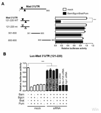 Mad repression requires putative Pum binding sites in the proximal region of the 3’UTR of Mad mRNAs