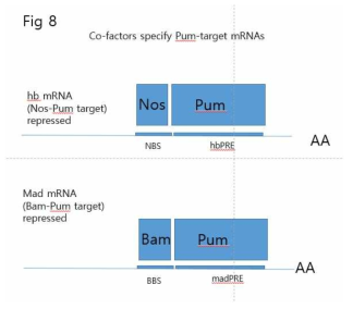 A model illustrates that Nos specifies Pum targeting hb mRNAs while Bam specifies Pum targeting mad mRNAs