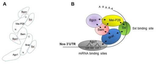 Physical interaction between translational regulators were revealed and published in Dev. Reprod