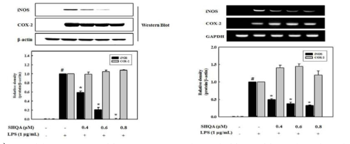 Inhibitory effect of SCM on the expression of iNOS and COX-2 in LPS-activated RAW 264.7 cells