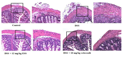 Histological appearance of colon tissues of each group stained with hematoxylin and eosin (H & E)