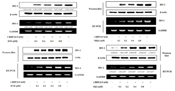 Effect of EtOH extract and isolated compounds on t-BHP-induced cell viability in HepG2 cells