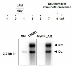 HBV 감염 시 진입단계에서 LAM의 저해효과. HepG2-NTCP세포를 이용한 HBV 감염실험에서 LAM(lamivudine) 처리 후 9일 후 HBV DNA를 측정한 결과에 의하면 LAM은 DNA 복제를 저해하지 않았음. HBV entry에 수행되는 gap-filling을 저해를 위해 LAM은 감염 후 1일 동안만 처리. HBV 접종과 LAM 처리 일정이 실선으로 표시됨