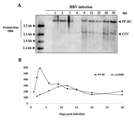 HBV 감염 시 cccDNA 및 PF-RC DNA의 kenetic profile. (A) Southern blot, (B) Quantitation