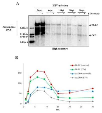 HBV 감염 시 항바이러스제인 엔테카비어 처리에 대한 억제효과. (A) Southern blot analysis of PF-RC DNA and cccDNA, (B) Quantitation