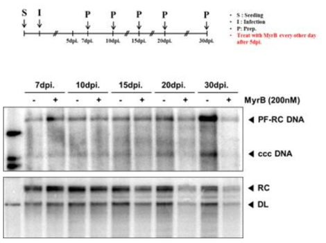 HBV 감염 후 MyrB 처리에 따른 시간대 별 PF-RC DNA와 cccDNA 변화