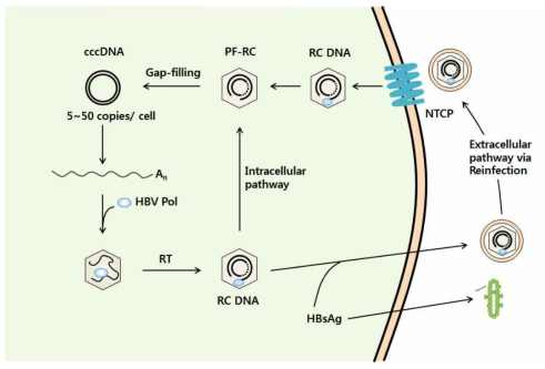 HBV 감염과 HBV 수용체의 역활. HBV는 간세포 수용체인 NTCP를 통해 세포에 진입한다. HBV 게놈에 연결된 HBV polymease(P)가 제거되면서 소위 “protein-free (PF)- relaxed circualr DNA”가 생성된다. 다음, gap region이 gap-filling이 되면서 PF-RC DNA가 형성된다. 핵에서 DNA ligation에 의해 플라스미드 형태의 cccDNA가 생성된다. cccDNA는 일정한 copy수가 유지된다