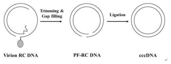 HBV 감염 후 세포 내에서 cccDNA 생성과정. (1) HBV 게놈에 공유결합으로 연결되어 있는 P 단백질이 제거되고 gap-filling이 되면서 PF-RC DNA (protein-free) 가 형성된다. (2) cccDNA가 형성되려면, PF-RC DNA의 빈공간이 채워지고 DNA ligation이 수행된다