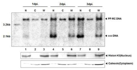 감염 초기 PF-RC와 cccDNA의 세포 내 위치. (위) HepG2-NTCP 세포주에 HBV를 감염시킨 후 centrifuge를 이용하여 핵과 세포질 부분을 분리하고 Hirt extraction을 통하여 PF-RC와 cccDNA의 세포 내 위치를 확인함. N(nucleus), C(cytoplasm), W(whole cell). (아래) Histone H3와 Calnexin은 각각 핵과 세포질에서만 관찰되는 단백질들로 핵과 세포질의 분리가 잘 되었는지 확인함