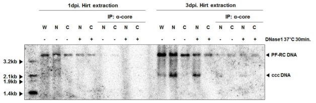 PF-RC DNA를 가진 온전한 HBV capsid가 핵 내로 전달하는 물질 범위 확인. HBV를 HepG2-NTCP 세포주에 감염시키고 DNase I을 처리하지 않거나 처리한 후에 core 항체를 이용하여 immunoprecipitation(IP) 후 Hirt extraction을 통해 PF-RC DNA와 cccDNA의 세포 내 위치 및 capsid 에 의한 보호 유무를 확인함