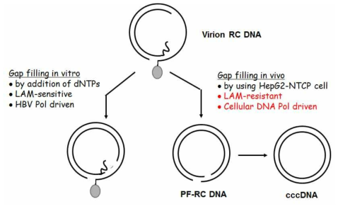 HBV DNA gap-filling 의 모형도. (좌) Gap-filling in vitro. HBV 캡시드 입자에 dNTPs를 첨가하면 in vitro에서 gap-filling이 수행됨. 이 반응은 HBV Pol이 수행하는 LAM-senstive한 반응. (우) Gap-filling in vivo. HepG2-NTCP cell을 이용한 감염 시 수행된 gap-filling은 LAM-sensitive함. 즉, in vitro와는 달리, 세포의 DNA Polymerase가 수행했다고 믿어짐