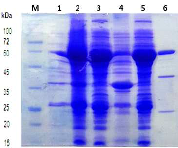 RAP의 발현 및 정제. 1, 발현 유도전; 2, 발현 유도후; 3, 상등액; 4, 침전; 5, flow-through; 6, 용출액