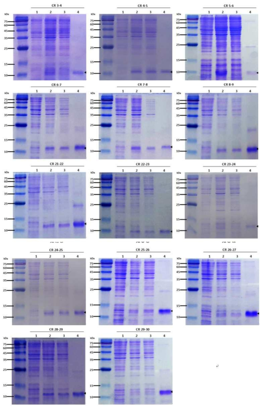 double CR 도메인의 발현 및 정제. 1; Uninduced cells, 2; Induced cells, 3; Soluble protein, 4; Elution