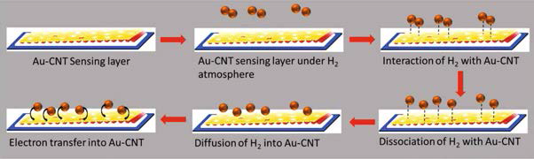 Schematic diagram of hydrogen sensing mechanism of Au-CNT system