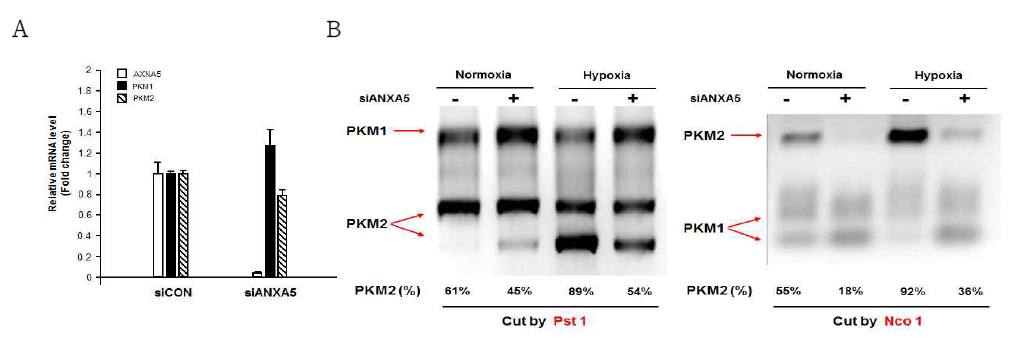 Annexin A5 억제 후 PKM의 변화 확인. (A) 전립선 암세포 PC-3에서 siRNA를 사용하여 annexin A5 발현 억제 후 PKM1, PKM2의 mRNA 변화를 확인함 (qRT-PCR). (B) 전립선 암세포 PC-3에서 hypoxia 상태를 유도, PKM2의 발현을 늘린 후 siRNA를 사용하여 annexin A5 발현 억제 후 PKM1, PKM2의 splicing 비율 변화 확인 (Alternative splicing assay)