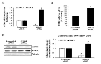 Annexin A5 억제를 통한 COX-2 발현의 변화. (A-C) PC-3 세포에 annexin A5 siRNA transfection (A) COX-2 mRNA 변화 확인 (qRT-PCR) (B) COX-2 promoter activity 확인 (dual-luciferase assay) (C) COX-2 protein 변화 확인 (western blot)
