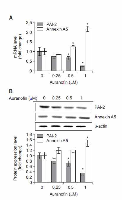 Auranofin 처리 후 annexin A5 및 PAI-2의 발현 변화 확인 (A) auranofin 농도별 처리 후 annexin A5, PAI-2의 mRNA 변화 확인 (qRT-PCR) (B) auranofin 농도별 처리 후 annexin A5, PAI-2의 protein 변화 확인 (qRT-PCR)