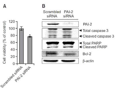 전립선 암세포 PC-3에서 PAI-2 발현 억제 후 세포사멸 변화 (A-B) PC-3세포에 PAI-2 siRNA transfection (A) 세포생존률 확인 (cell viability assay) (B) 세포사멸 마커 확인 (western blot)