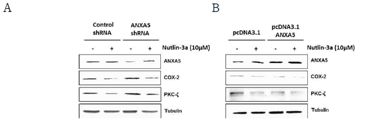 COX-2, PKC-ζ 발현억제 기전에서 Nutlin-3a에 의해 유도되는 annexin A5의 효과. (A-B) MCF-7 세포에 annexin A5 shRNA 또는 annexin A5를 과발현 후 Nutlin-3를 처리후 COX-2 및 PKC-ζ의 발현변화를 확인함. (A) annexin A5 knockdown, (B) annexin A5 overexpression