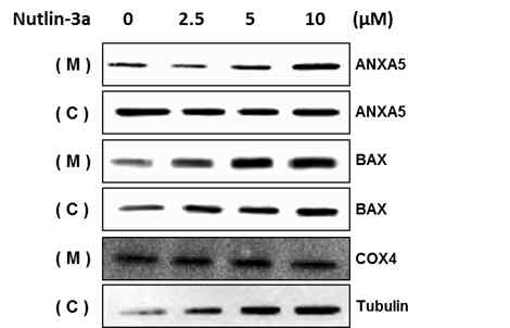 Nutlin-3a에 의한 미토콘드리아 내의 annexin A5, Bax의 발현변화. MCF-7 세포에 Nutlin-3a 농도별 처리 한 미토콘드리아 분획물을 사용하여 annexin A5, Bax의 위치에 따른 발현 변화 확인
